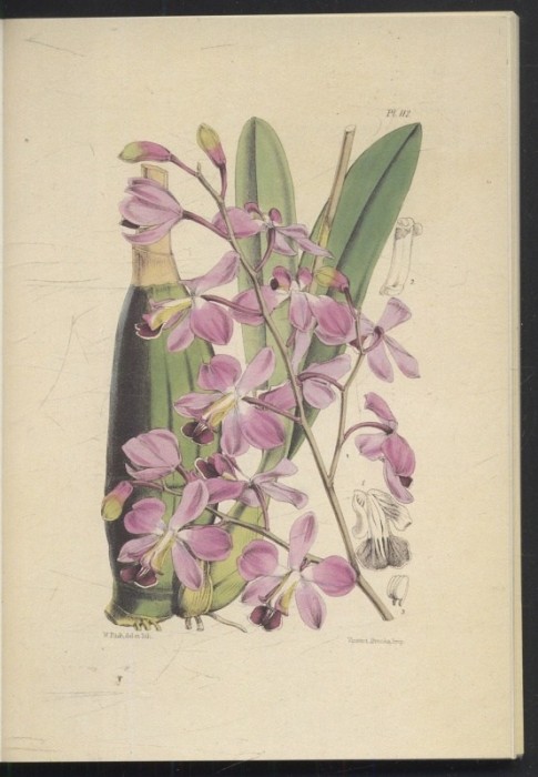 Bateman, James - Hundert Orchideen (německy)