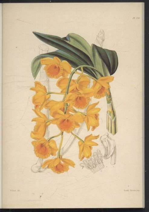 Bateman, James - Hundert Orchideen (německy)