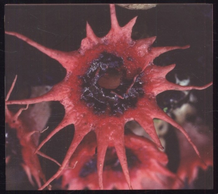 Mold - Mold (CD)