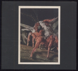 Primitive Wings - Morphosis (CD)