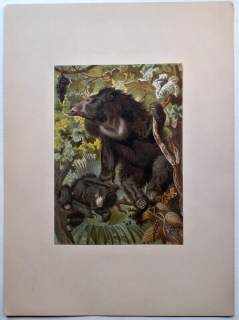 Medvěd pyskatý (Melursus ursinus)