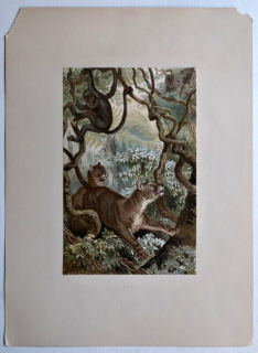 Puma (Puma concolor)