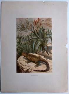 Agama (Laudakia stellio vulgaris)