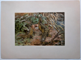 Varan skvrnitý (Varanus salvator)