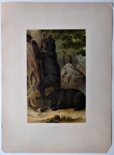 Medvěd ušatý (Ursus thibetanus)