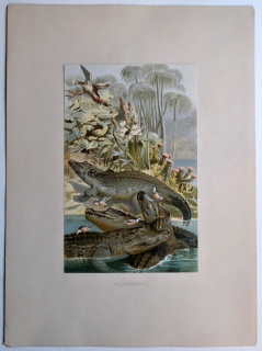 Krokodýl nilský (Crocodylus niloticus)