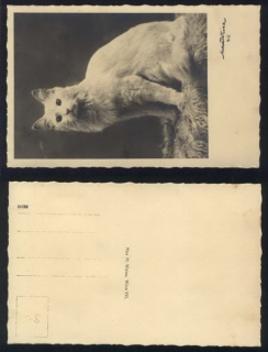 Kočka - fotografie