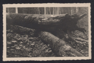 Boubínský prales. Prales na Boubíně (Šumava)
