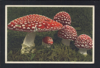 Muchomůrka červená. Amanita muscaria