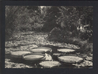Štátne kúpele Piešťany. Victoria regia