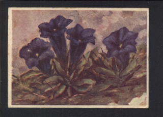 Gentiana Clusii (Acaulis) / Hořec Clusiův