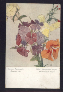 Phlox / Flox. Tropaeolum majus / Lichořeřišnice větší. Antirrhinum majus / Hledík větší.