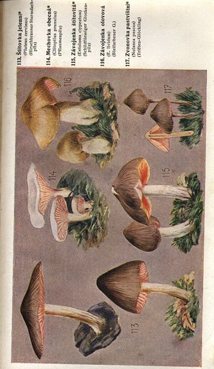 Macků, Jan - Český houbař