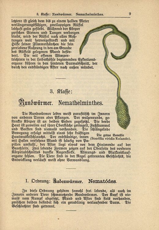 Dalitzsch, Max - Tierbuch (sv.5) Naturgeschichte der Würmer, Stachelhäuter, Pflanzentiere und Urtiere