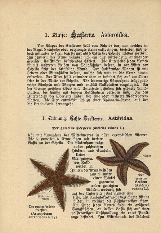 Dalitzsch, Max - Tierbuch (sv.5) Naturgeschichte der Würmer, Stachelhäuter, Pflanzentiere und Urtiere