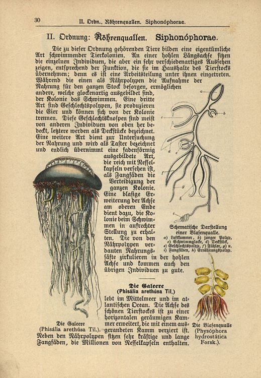 Dalitzsch, Max - Tierbuch (sv.5) Naturgeschichte der Würmer, Stachelhäuter, Pflanzentiere und Urtiere