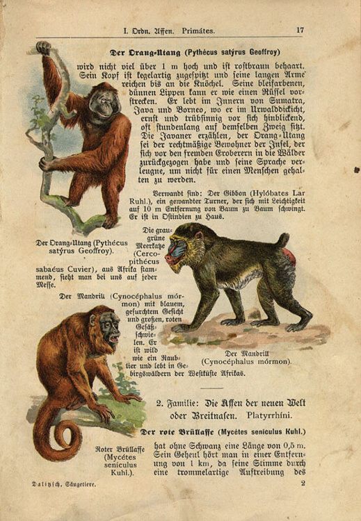Dalitzsch, Max - Tierbuch (sv.1) Naturgeschichte der Säugetiere