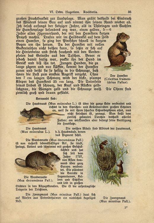 Dalitzsch, Max - Tierbuch (sv.1) Naturgeschichte der Säugetiere