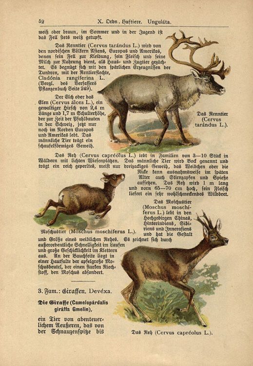 Dalitzsch, Max - Tierbuch (sv.1) Naturgeschichte der Säugetiere