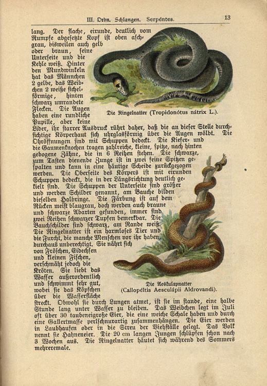 Dalitzsch, Max - Tierbuch (sv.3) Naturgeschichte der Kriechtiere, Lurche, Fische, Manteltiere, weichtierhnlichen Tiere und Weichtiere