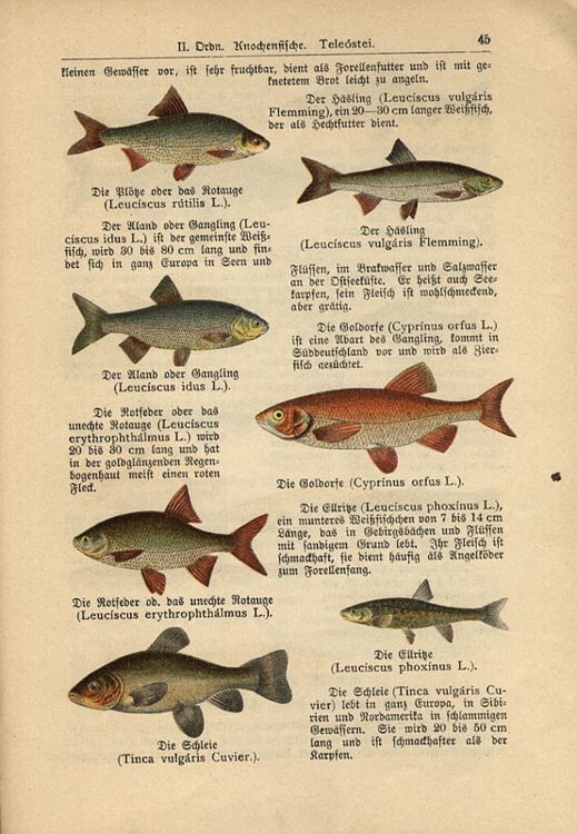 Dalitzsch, Max - Tierbuch (sv.3) Naturgeschichte der Kriechtiere, Lurche, Fische, Manteltiere, weichtierhnlichen Tiere und Weichtiere