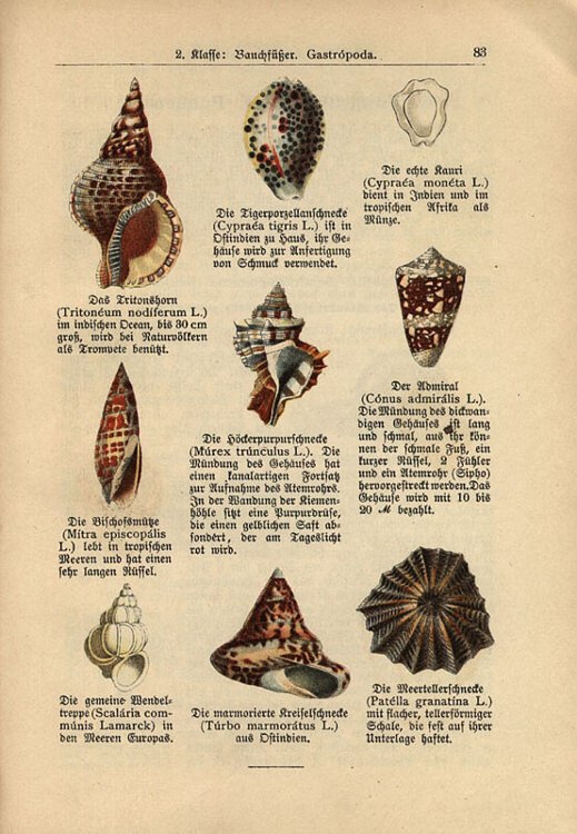 Dalitzsch, Max - Tierbuch (sv.3) Naturgeschichte der Kriechtiere, Lurche, Fische, Manteltiere, weichtierhnlichen Tiere und Weichtiere