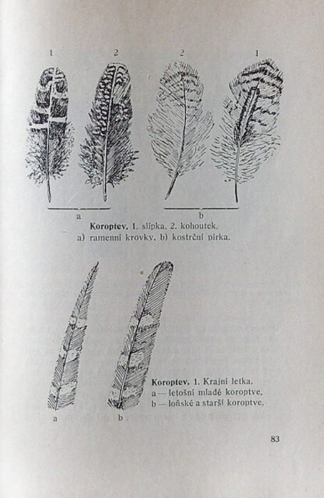 Dyk, Antonín - Malá myslivost