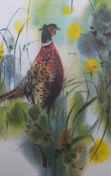 Čelůstka, Josef - Za losy a medvědy