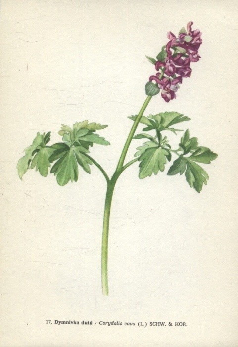 Pilát, Albert; Ušák, Otto - Atlas rostlin