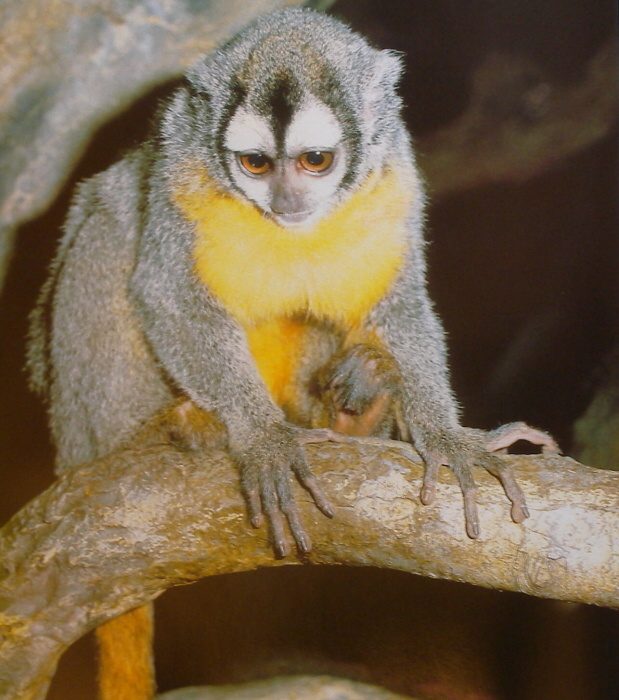 Samková, Zuzana / Tylínek, Erich / Volf, Jiří - ZOO, útočiště zvířat