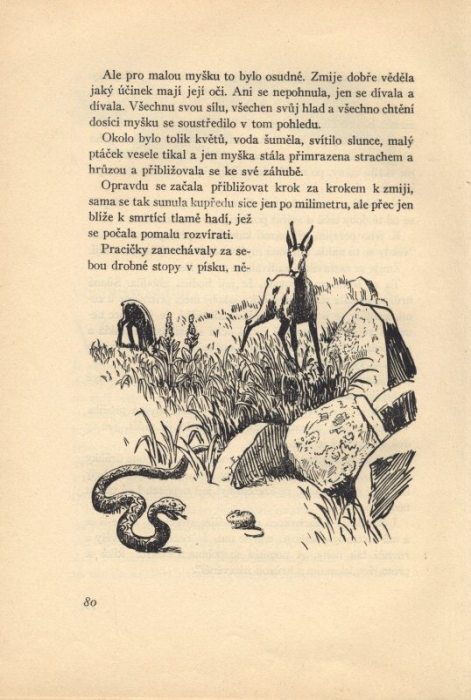 Štáflová, Vlasta - Kamzíček