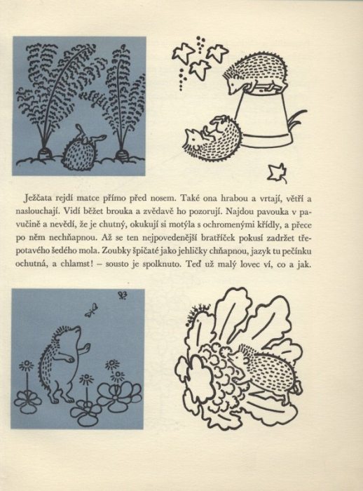 Kloss, Erich - Pět malých ježků