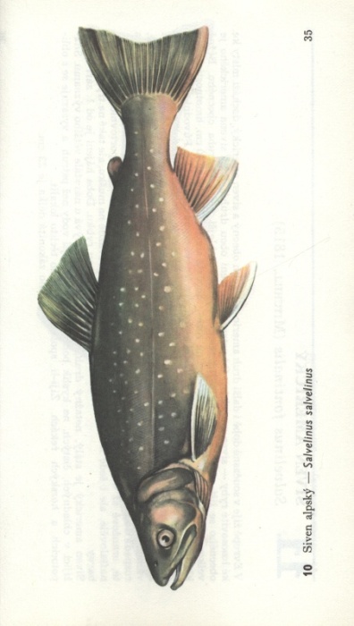 Mihálik, J., Reiser F. - Naše ryby