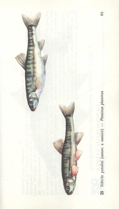 Mihálik, J., Reiser F. - Naše ryby