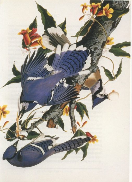 Hart-Davis, Duff - John James Audubon-Nejslavnější atlas ptáků