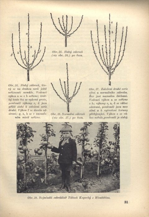 Vaněk, Josef - Ošetřování a řez zákrskových stromů ovocných