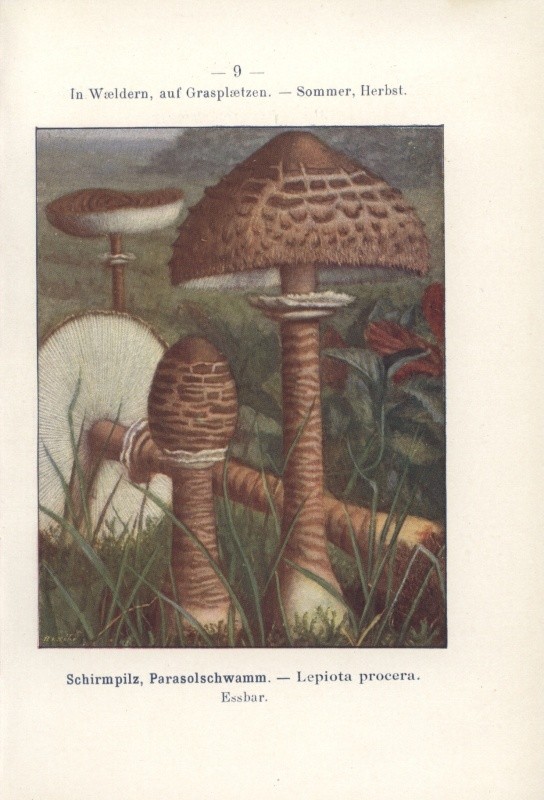 Sydow, P. - Taschenbuch der wichtigeren eßbaren und giftigen Pilze. Deutschland, Österreichs und der Schweiz nebst allgemeinen für den Pilzfreund nützlichen Bemerkungen. Sammlung naturwissenschaftlicher Taschenbucher.