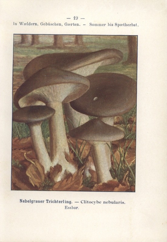 Sydow, P. - Taschenbuch der wichtigeren eßbaren und giftigen Pilze. Deutschland, Österreichs und der Schweiz nebst allgemeinen für den Pilzfreund nützlichen Bemerkungen. Sammlung naturwissenschaftlicher Taschenbucher.