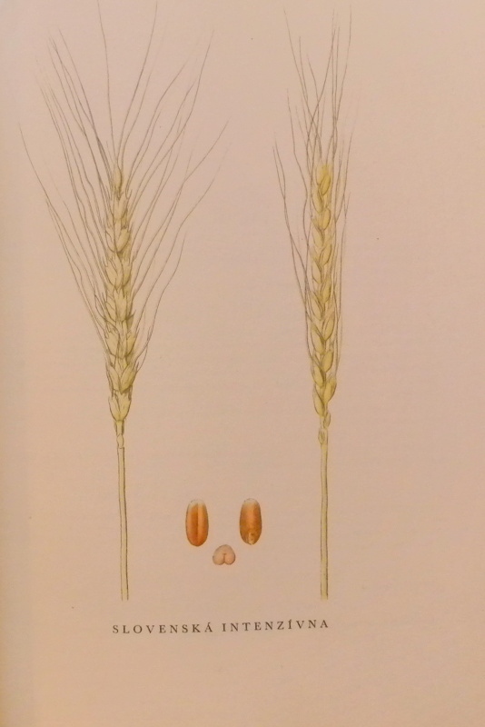 kolektiv autorů - Atlas obilnin československých povolených a rayonovaných odrůd