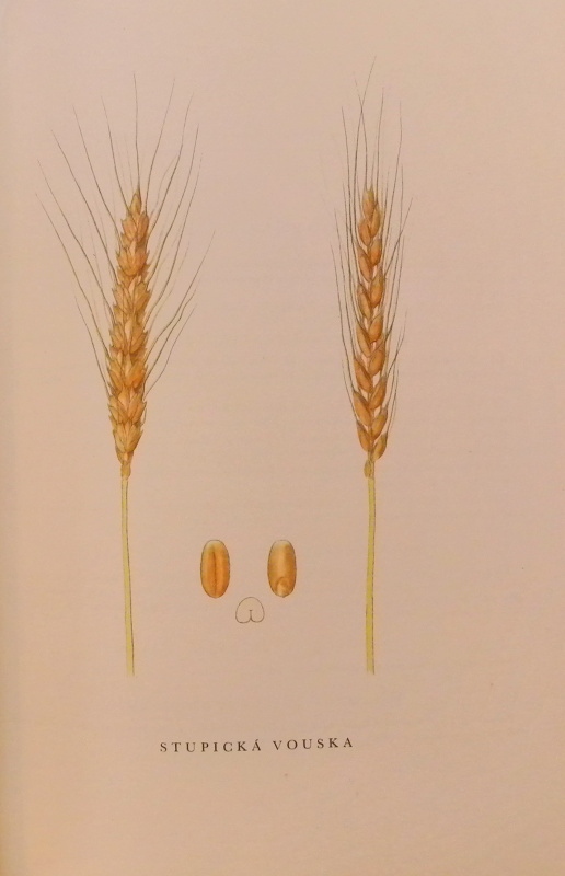 kolektiv autorů - Atlas obilnin československých povolených a rayonovaných odrůd