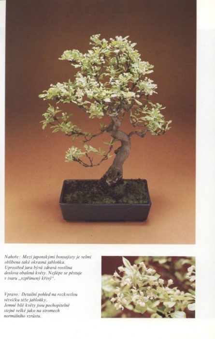 Stewartová, Christine - Bonsai