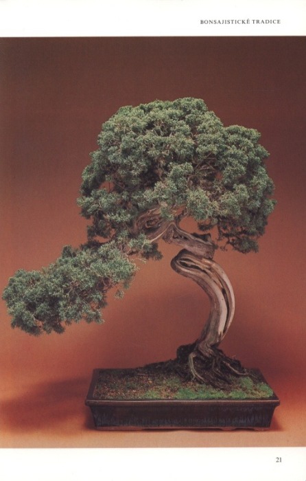 Stewartová, Christine - Bonsai