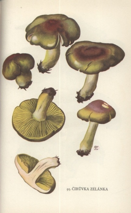 Příhoda, Antonín; Zejbrlík, Otakar - Houby