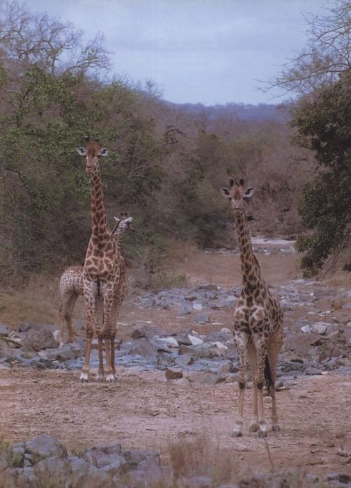 Chaloupek, Václav - Jižní Afrika mýma očima