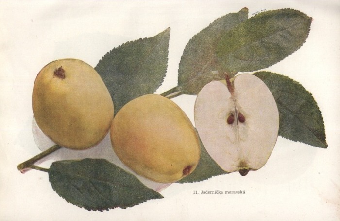 Boček, O. - Pomologie