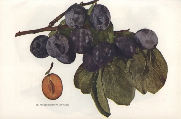 Boček, O. - Pomologie