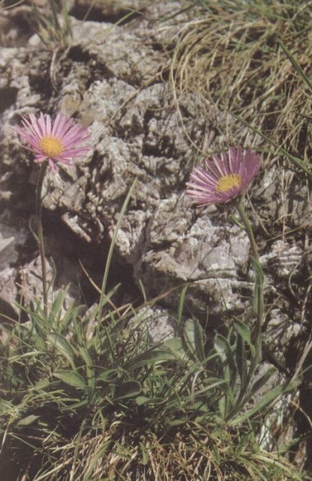 Soják, Jiří - Rostliny našich hor, kapesní atlas