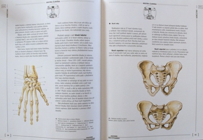 Kos, Jaroslav; Žilák, Pavel - Anatomie člověka pro výtvarníky