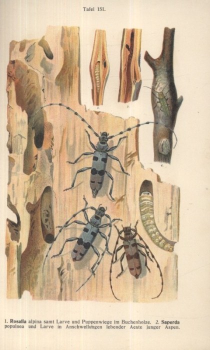Reiter, Edmund; Lutz, K. G. - Die Käfer des Deutsches Reiches I. - V. (Fauna Germanica)