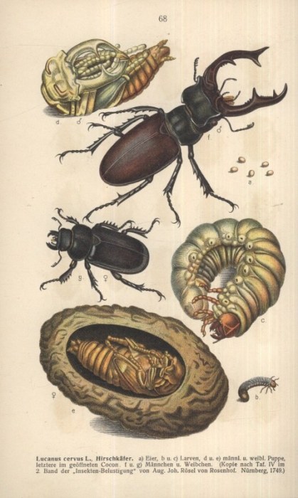Reiter, Edmund; Lutz, K. G. - Die Käfer des Deutsches Reiches I. - V. (Fauna Germanica)
